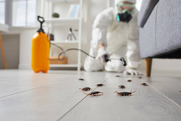 Post-Treatment Bed Bug Interceptor Monitoring in Rainbow City